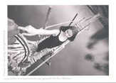 Lars Lilienthal - Postkarte "Brücke" - 5 Stück Postkarte "Brücke" - 5 Stück