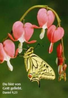 Postkarten Schmetterling Schwalbenschwanz, 6 Stück