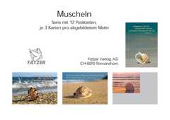 Postkartenserie Muscheln, 12 Stück