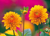Christa Palma - Faltkarten Herbstblumen, 5 Stück Faltkarten Herbstblumen, 5 Stück