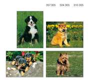 Faltkartenbox Junge Hunde, 4 Stück Faltkartenbox Junge Hunde, 4 Stück